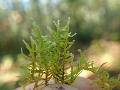 Claopodium crispifolium, photographed by Randal