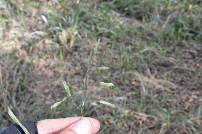 Leersia lenticularis, photographed by Dan Johnson