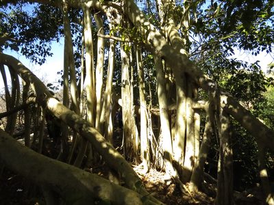 Ficus grevei, photographed by Seig