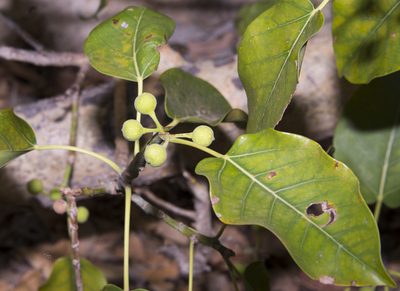 Ficus grevei, photographed by Seig
