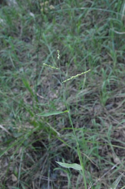 Urochloa reptans, photographed by Dan Johnson