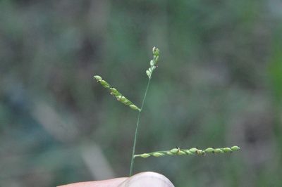 Urochloa reptans, photographed by Dan Johnson
