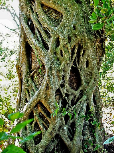 Ficus dendrocida, photographed by Seig