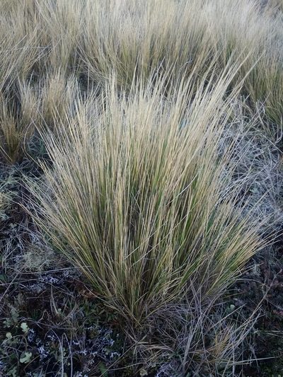 Festuca gracillima, photographed by Tabaré Barreto