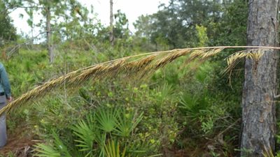 Sorghastrum secundum, photographed by Jay Horn
