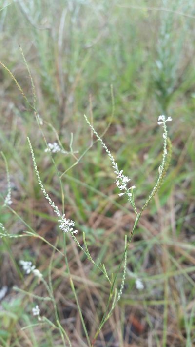 Polygonella ciliata, photographed by Jay Horn