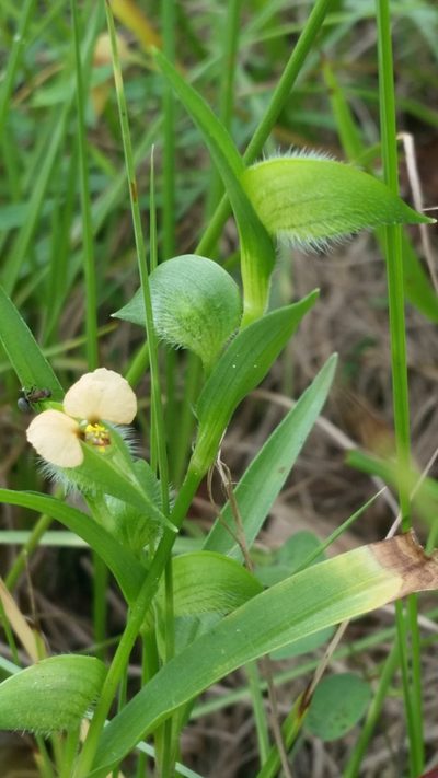 Commelina gambiae, photographed by Jay Horn