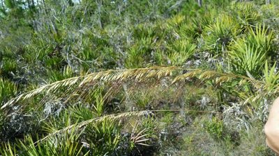 Sorghastrum secundum, photographed by Jay Horn