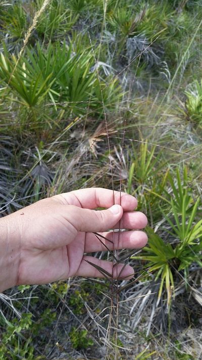 Gymnopogon chapmanianus, photographed by Jay Horn
