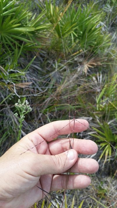 Gymnopogon chapmanianus, photographed by Jay Horn