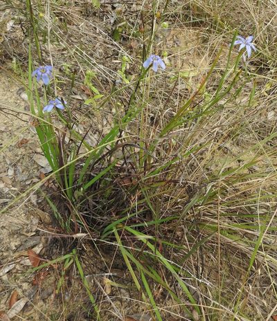Sisyrinchium xerophyllum, photographed by Laura Gaudette