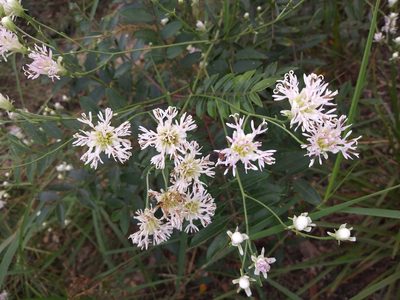 Palafoxia integrifolia, photographed by Daniel Estabrooks