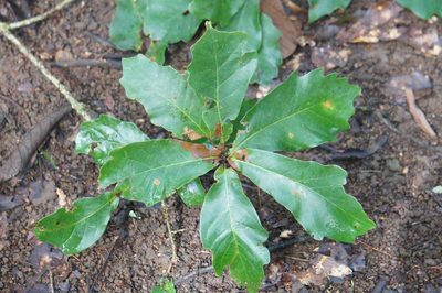 Quercus germana, photographed by Juan Carlos Pérez Magaña