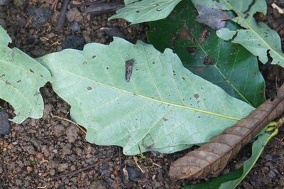 Quercus germana, photographed by Juan Carlos Pérez Magaña