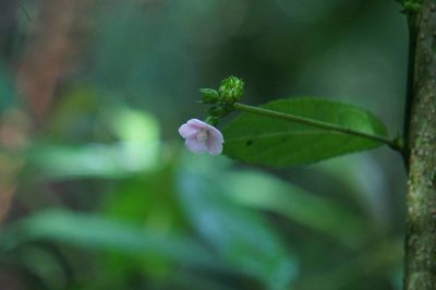 Pavonia schiedeana, photographed by Juan Carlos Pérez Magaña