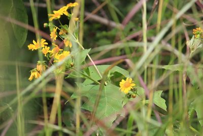 Smallanthus maculatus, photographed by Juanito Escamilla