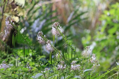 Cleome pilosa, photographed by Juanito Escamilla