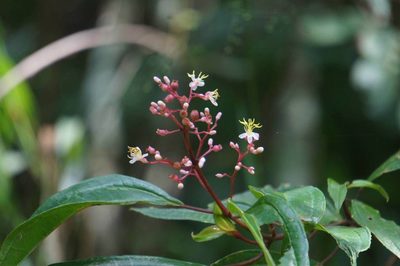 Miconia mexicana, photographed by Juan Carlos Pérez Magaña