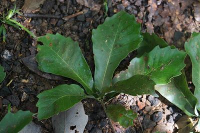 Quercus germana, photographed by Juan Carlos Pérez Magaña