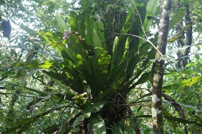 Niphidium crassifolium, photographed by Juan Carlos Pérez Magaña
