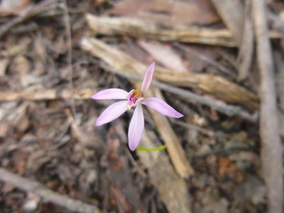 Caladenia fuscata, photographed by Kiri Bee