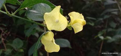 Holmskioldia sanguinea, photographed by Aniket Anant Motale