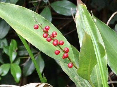 Alpinia oblongifolia, photographed by Toby Y