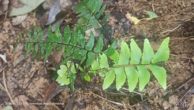 Adiantum latifolium, photographed by Ong Jyh Seng