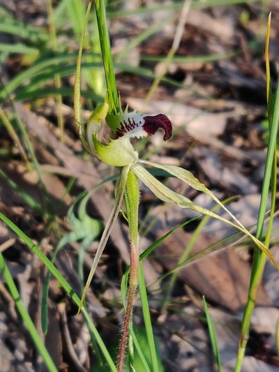 Caladenia atrovespa, photographed by Donald Hobern