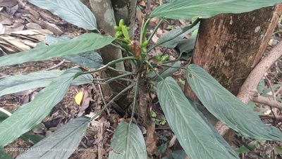 Aglaonema simplex, photographed by Ong Jyh Seng