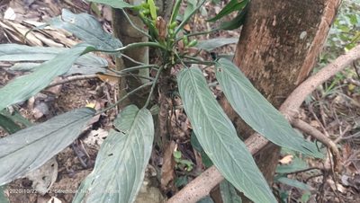 Aglaonema simplex, photographed by Ong Jyh Seng