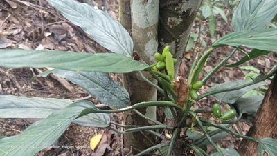 Aglaonema simplex, photographed by Ong Jyh Seng