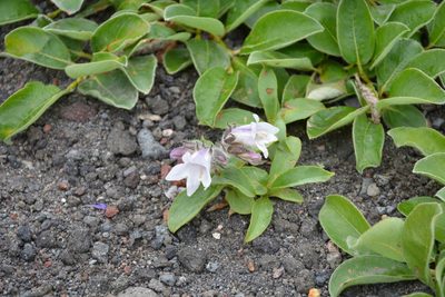 Pennellianthus frutescens, photographed by Alexandra Kaganova