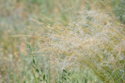 Stipa lessingiana, photographed by Alexandra Kaganova