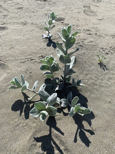Convolvulus persicus, photographed by Alexandra Kaganova