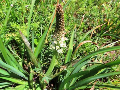 Lachenalia pallida, photographed by linkie