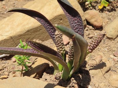 Lachenalia pallida, photographed by linkie