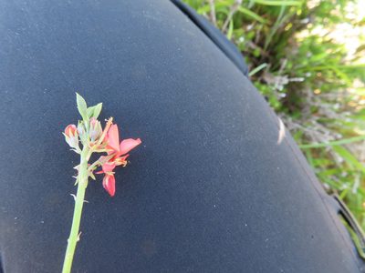 Indigofera complanata, photographed by linkie