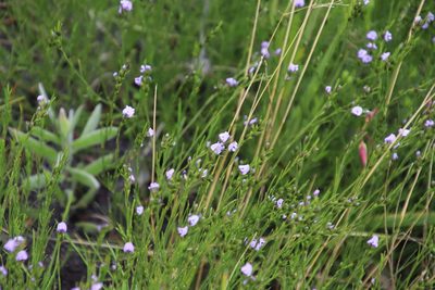 Psoralea restioides, photographed by Tony Rebelo