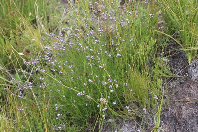 Psoralea restioides, photographed by Tony Rebelo