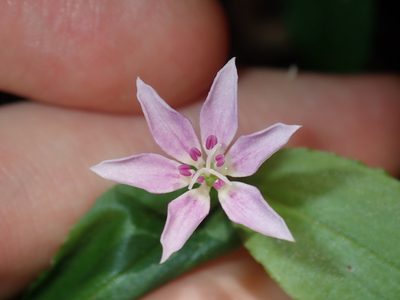 Schelhammera undulata, photographed by Thomas Mesaglio