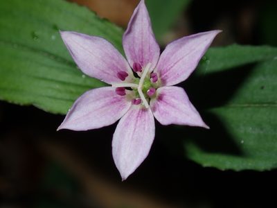 Schelhammera undulata, photographed by Thomas Mesaglio