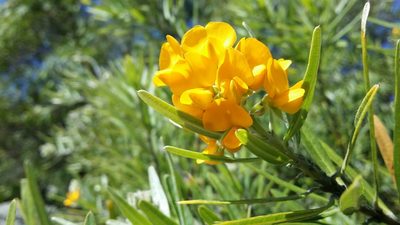 Callistachys lanceolata, photographed by Helium Luo