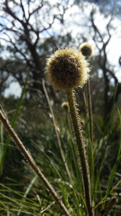 Dasypogon bromeliifolius, photographed by Helium Luo