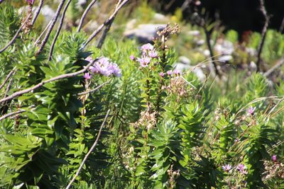 Senecio speciosissimus, photographed by Tony Rebelo