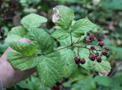 Rubus hirtus, photographed by Юрий Данилевский (Yuriy Danilevsky)
