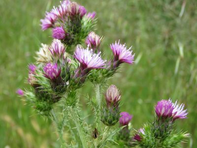 Carduus tenuiflorus, photographed by Elspeth Swan