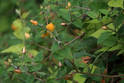 Mentzelia floridana