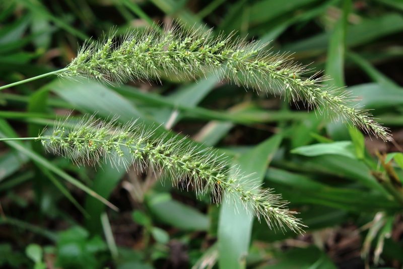 Setaria macrosperma, photographed by Lauren McLaurin