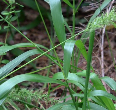 Setaria macrosperma, photographed by Lauren McLaurin